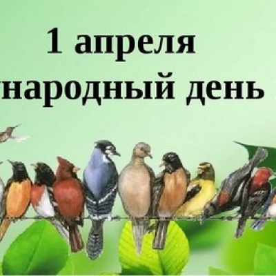 Наши крылатые друзья 0