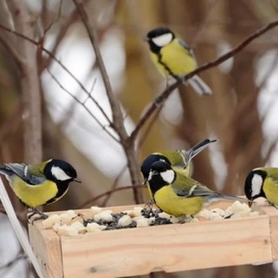 Синица к избе – зима на дворе 0